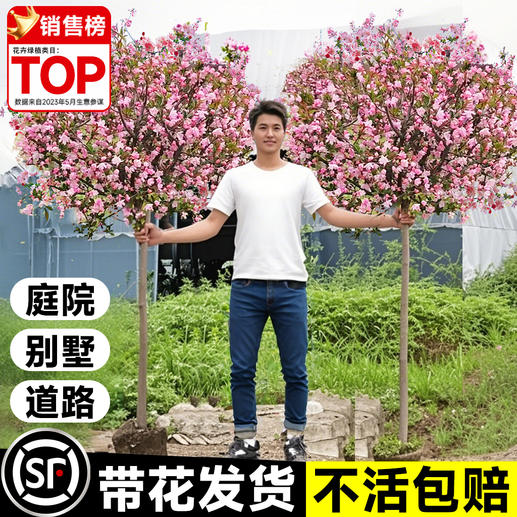 西府海棠树苗庭院地栽高杆垂丝海棠花四季开花耐寒植物南北方种植
