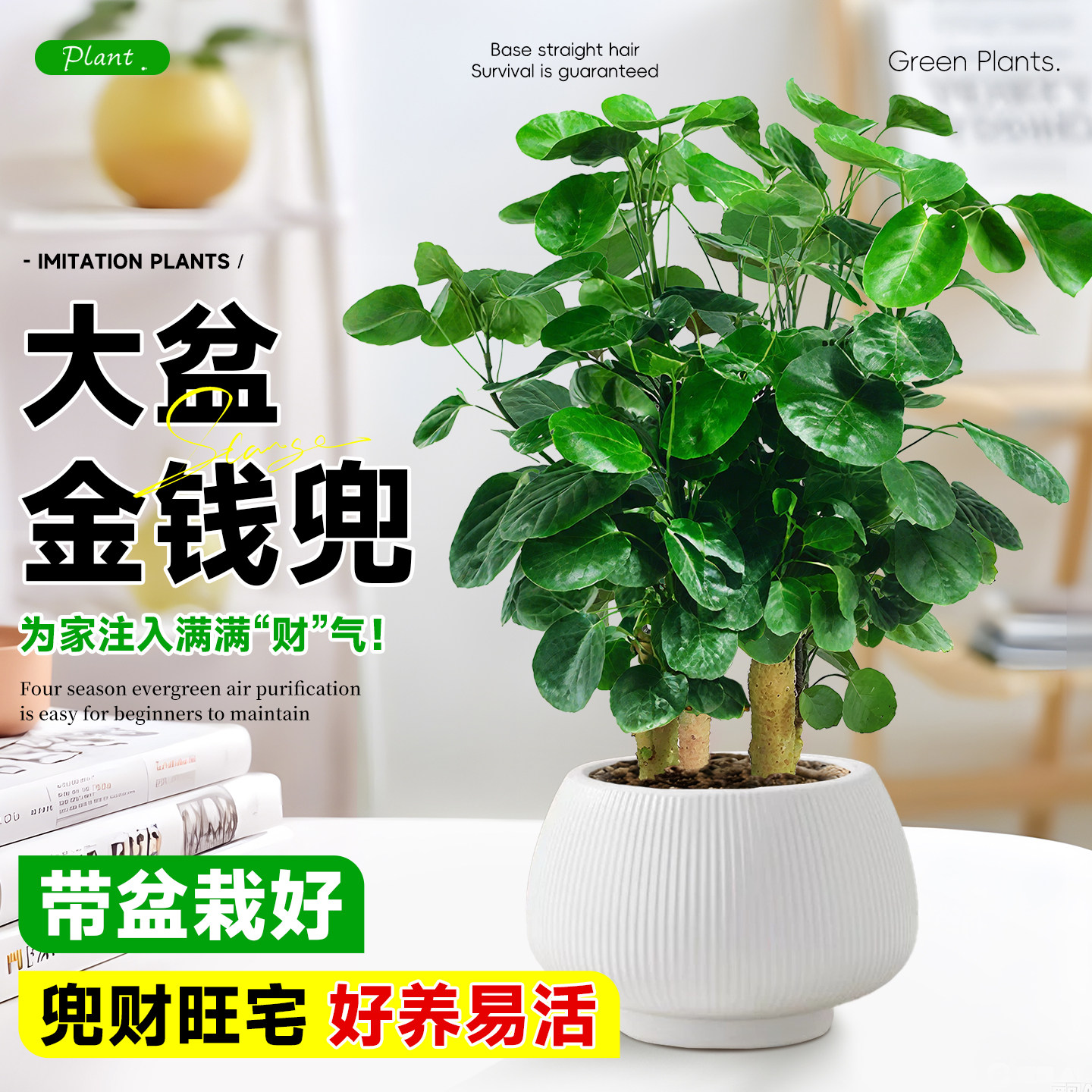 金钱兜懒人桌面绿植四季常青老桩福禄桐室内植物盆栽镇宅招财盆景