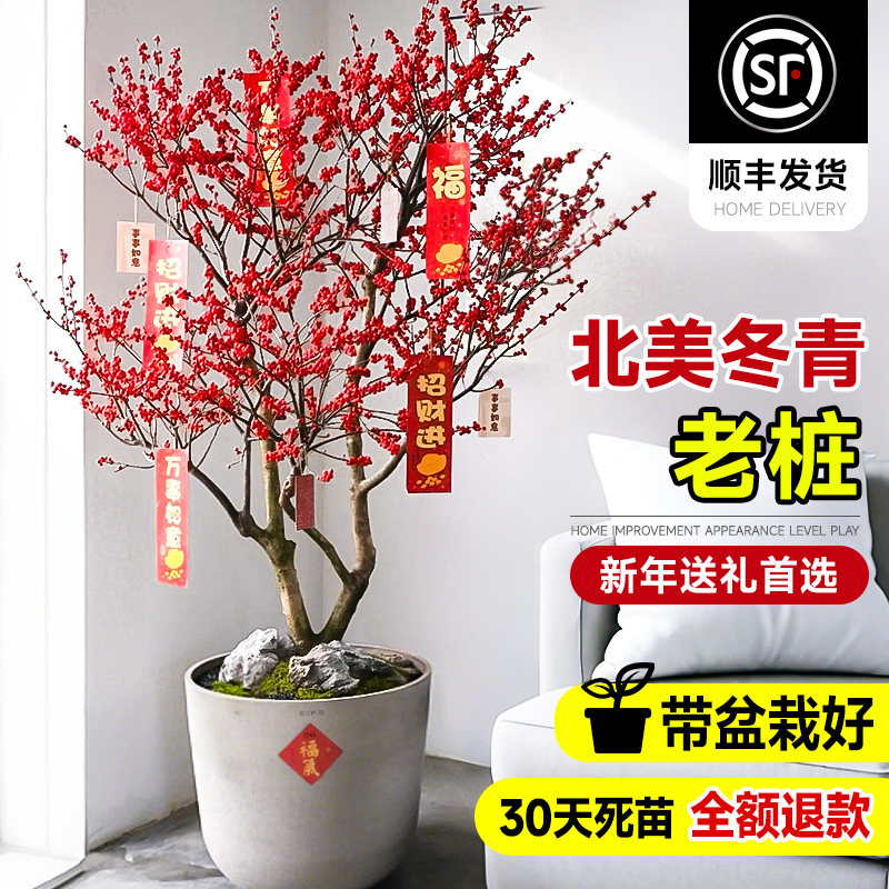 进口北美冬青红果真花盆栽树苗老桩大树耐寒室内盆景年宵花卉植物