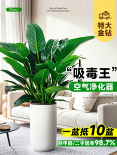 大盆金钻盆栽净化空气绿公主办公室内绿植物大叶绿萝柱去除甲醛