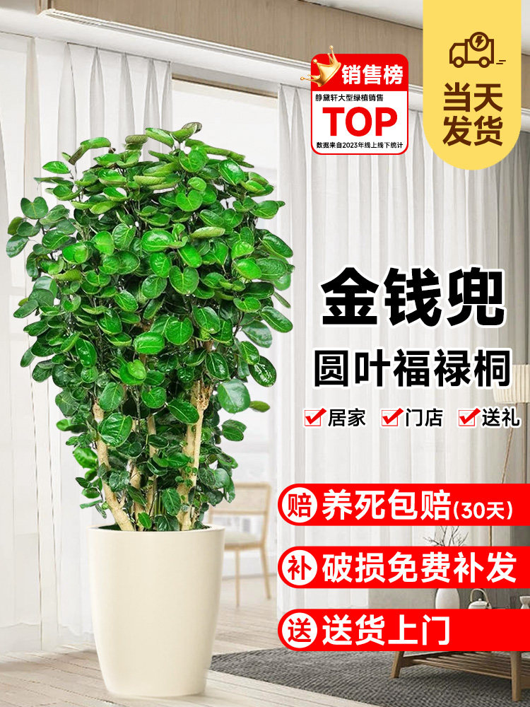 金钱兜发财树大型绿植客厅室内盆栽金钱树圆叶福禄桐落地植物真花