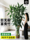 富贵竹水培植物客厅招财粗杆带根超大号盆栽室内绿植四季 好养老桩