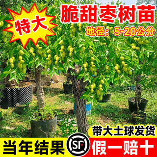 枣树活苗大枣超甜带土球南北方沾化冬枣大树矮化嫁接苗超甜特大号