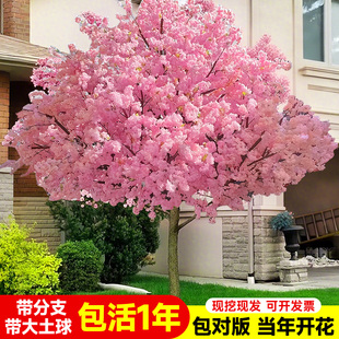 日本樱花树苗庭院盆栽室内外种植耐寒门前旺宅风景树十大名贵大树