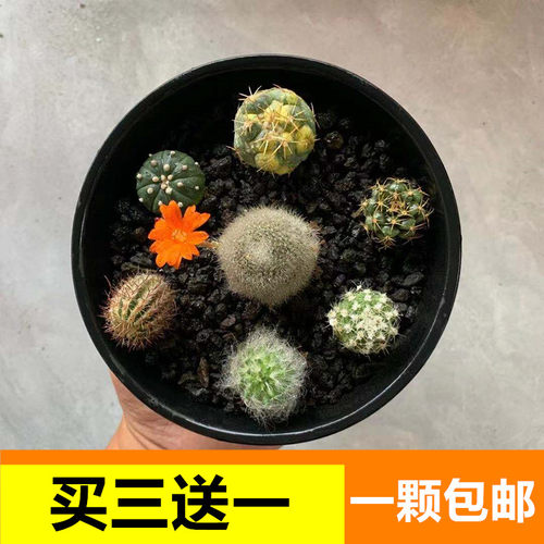 多肉星兜质量怎么样 多肉星兜口碑怎么样 小麦优选