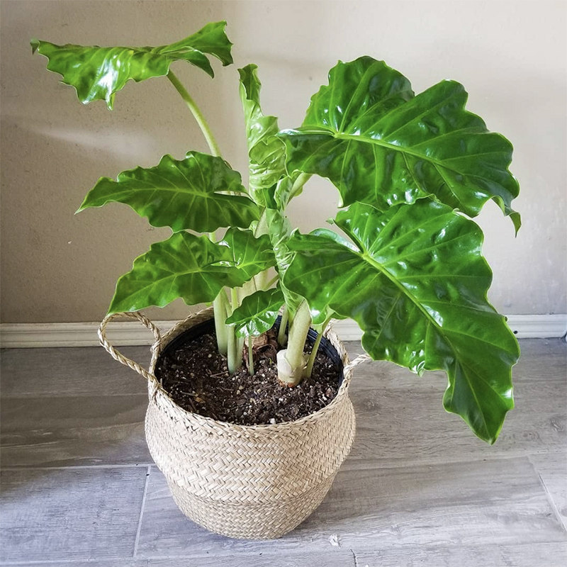 波尔图巨浪海芋 alocasia portora 大型种室内花园绿植盆栽