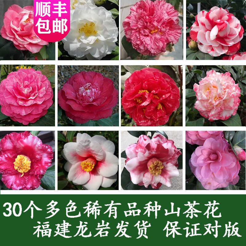 名贵稀有发货山茶花品种绿植多种树苗开不含q盆龙岩