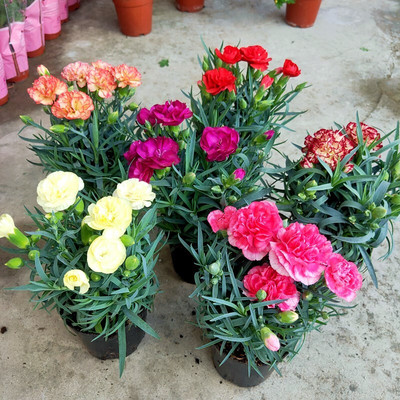云南康乃馨花苗10棵夏季易活