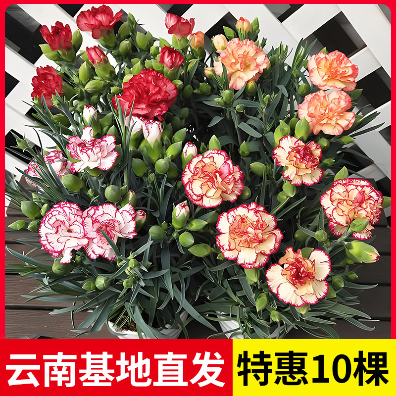 康乃馨花苗10棵小苗四季栽大花重瓣室内阳台盆栽好养花卉植物室外