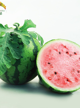 早佳8424西瓜种子 水果西瓜种籽 春季庭院阳台盆栽农家瓜果蔬菜苗