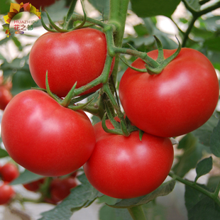 红冠番茄种子苗 西红柿番茄种籽 庭院阳台盆栽农家蔬菜苗瓜果种子