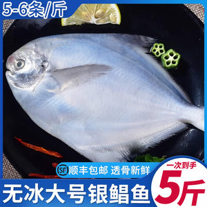 银鲳鱼金鲳鱼海鲜水产平鱼