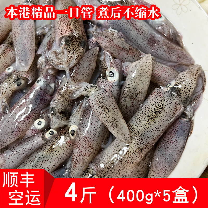 新鲜小管鱿鱼鲜活笔管鱼灯照海捕一口管福建海鲜水产小海兔子活冻