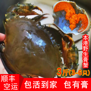 鲜活青蟹特大红膏蟹野生红鲟3斤6只全母蟹礼盒装送礼螃蟹包活到家