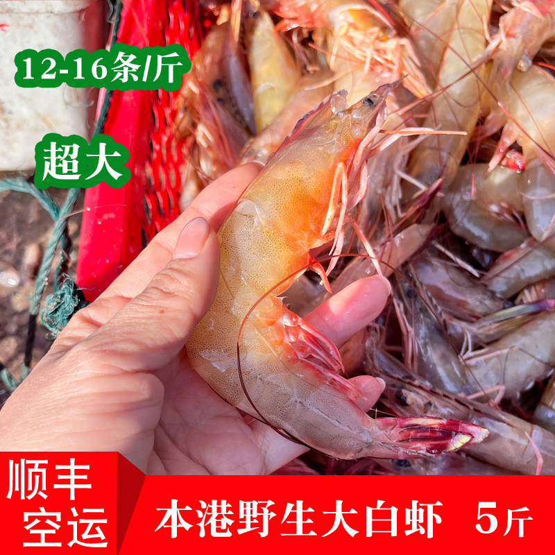 福建漳州本港海捕大白虾野生红虾新鲜海鲜红脚虾白对虾超大号 5斤
