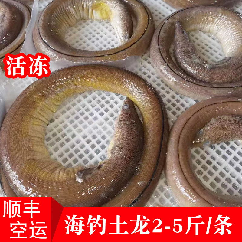 福建闽南海钓土龙青鳗鱼新鲜海鲜硬骨鳗活冻杜龙整条中华须鳗海鱼