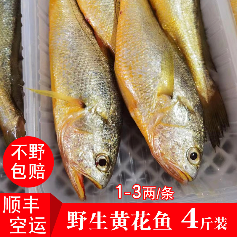 野生黄花鱼福建大黄鱼新鲜海鲜