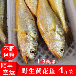 正宗海捕黄花鱼海钓大黄瓜鱼纯野生大黄鱼海鱼新鲜海鲜不野生包赔