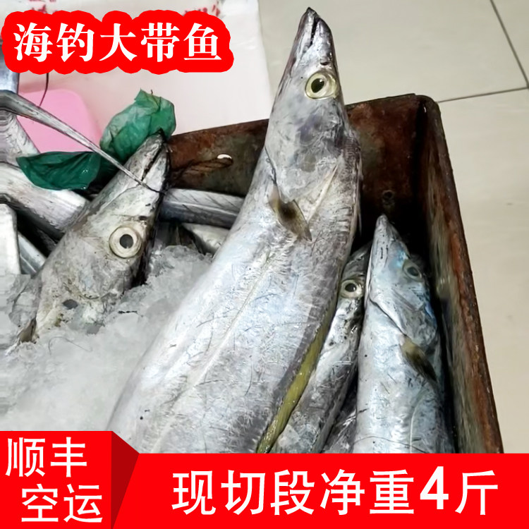 本港海钓特大带鱼新鲜带鱼段冷冻东海刀鱼中段鲜活海鲜水产非舟山