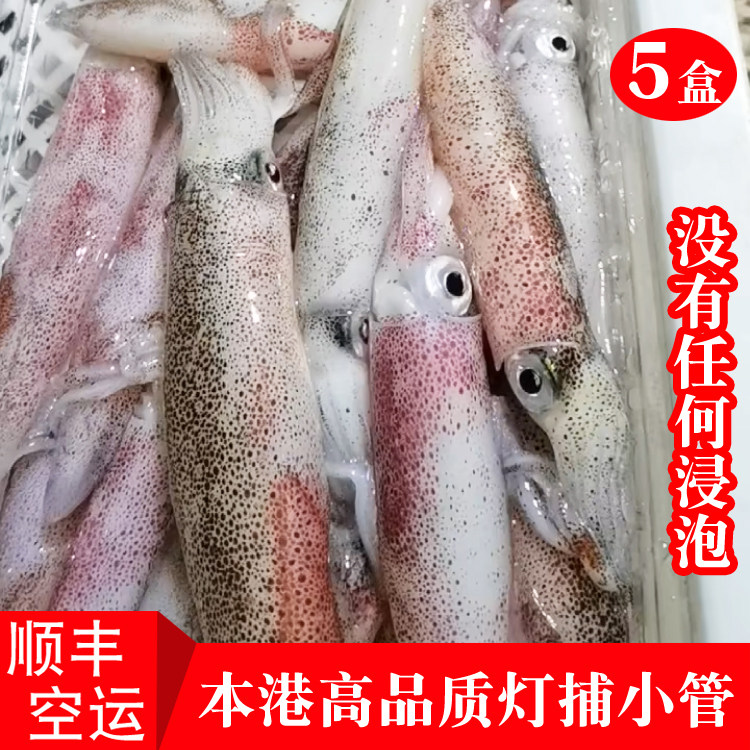 活冻本港灯捕小管鱿鱼新鲜海鲜一口管鲜活笔管鱼海兔子5盒4斤水产