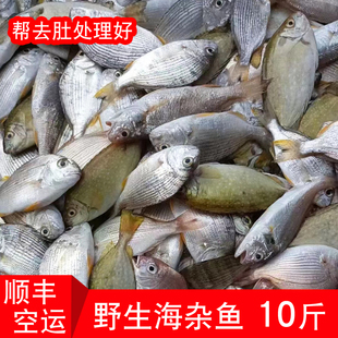 海杂鱼福建本港海捕小海鱼新鲜海鲜水产鲜活泥猛鱼去肚免处理10斤