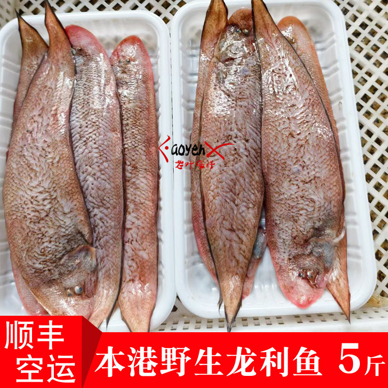 本港海捕野生龙利鱼福建漳州新鲜海鲜龙舌鱼拖鞋鱼宝宝辅食舌头鱼