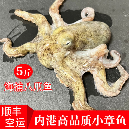 福建本港小八爪鱼小章鱼盐磨去肚