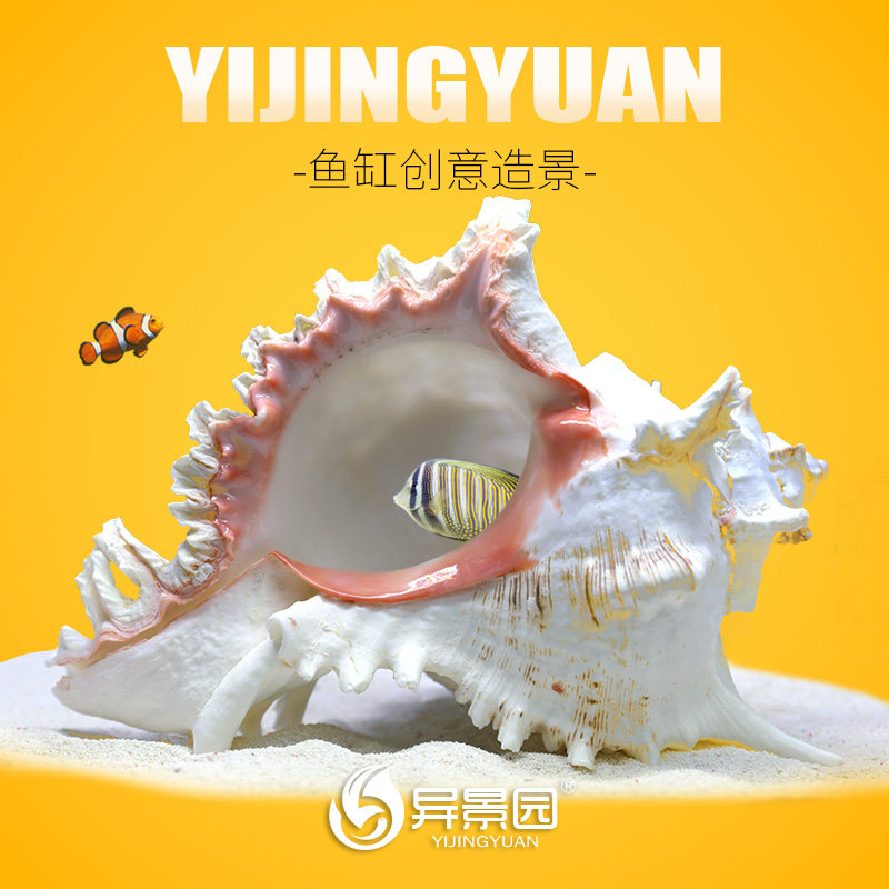 躲避屋繁殖窝天然海螺贝壳