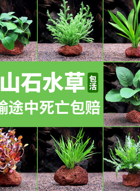 鱼缸活体水草植物真草水培绿菊装饰阴性净化水火山石生态造景全套