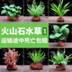 鱼缸活体水草植物真草水培绿菊装 饰阴性净化水火山石生态造景全套