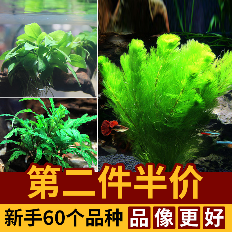 活体水草水榕绿菊皇冠莫斯造景