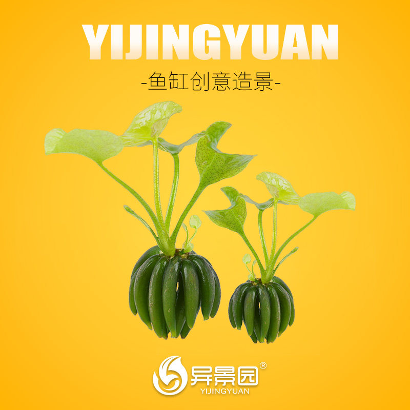 鱼缸迷你前景水草植物造景香蕉草