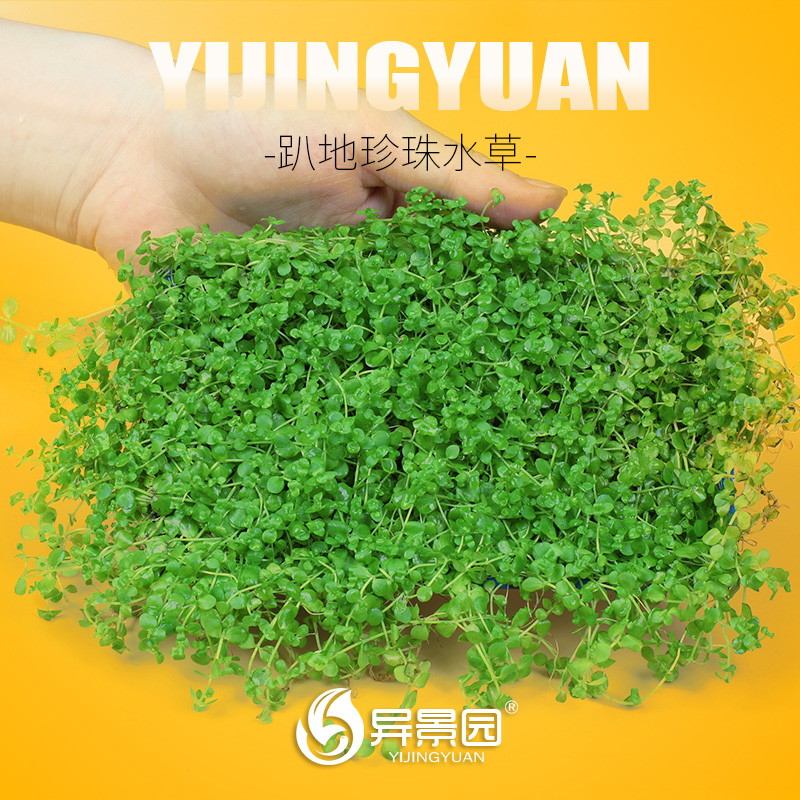 前景迷你趴地矮珍珠爬地矮珍珠