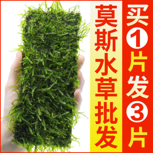 鱼缸莫斯水草植物草皮