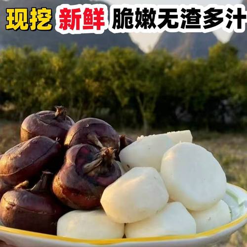 广西四塘马蹄2025新货