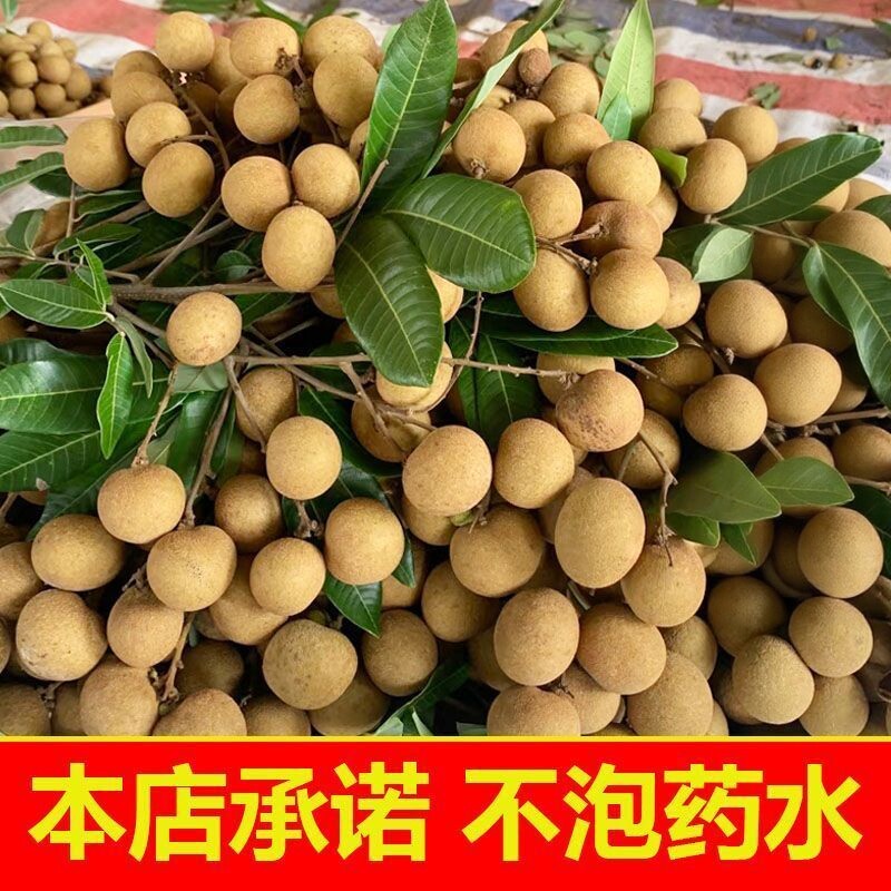 广西龙眼桂圆纯甜无酸