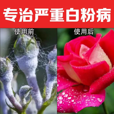 苯醚甲环唑杀菌剂农用植物叶斑病白粉炭疽锈病黑斑柑橘西瓜果树农