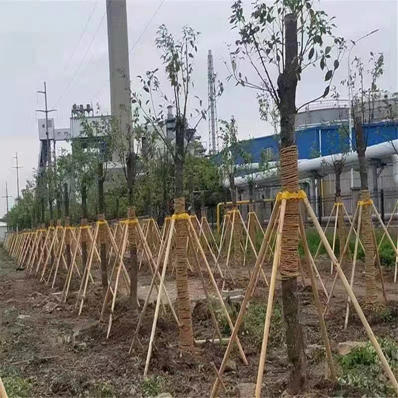 树木支撑架果树木棍固定器绿化树z苗伸缩杆大树支架苗木树干护树