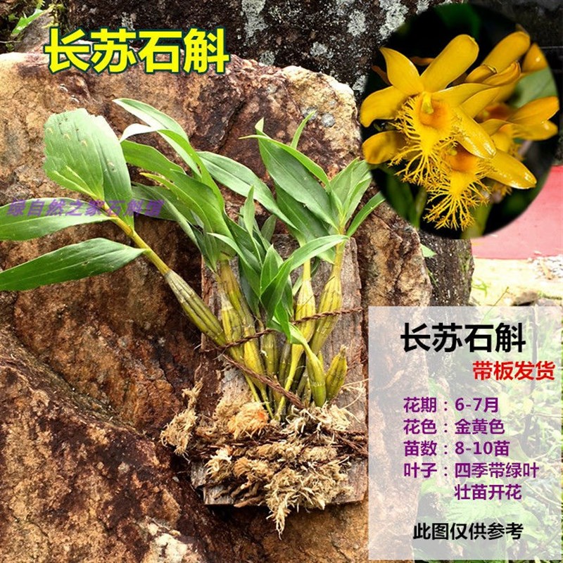 长苏石斛苗金钗球花肿节报春玫b瑰小鼓槌石斛花卉铁皮石斛盆栽