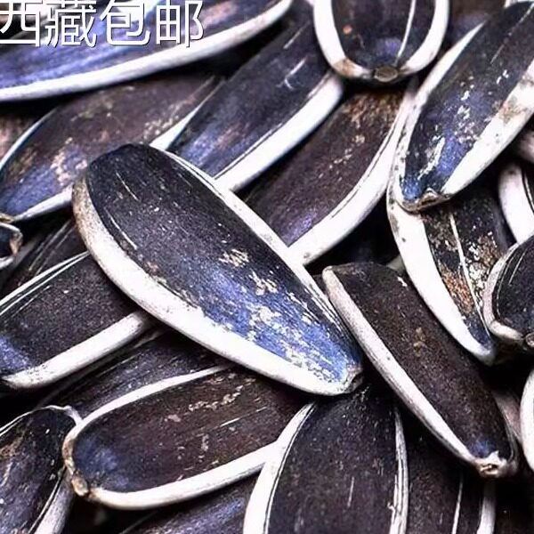 @新疆包邮西藏新货生瓜子炒熟原味五香向日葵花籽特大粒瓜子散装