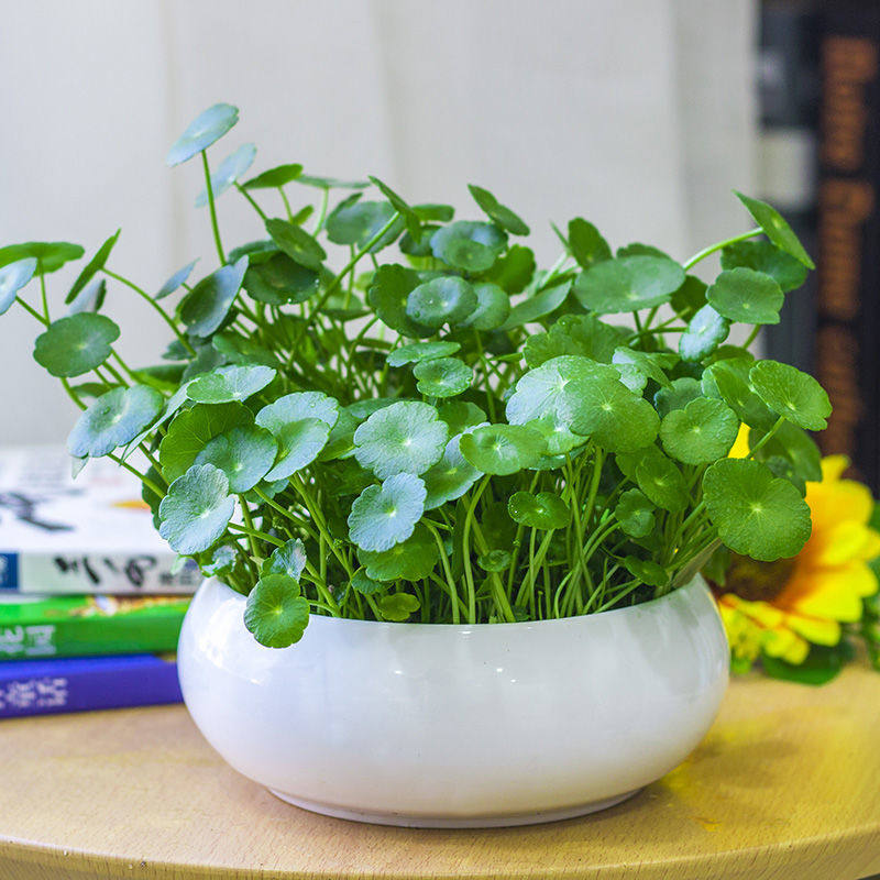 铜钱草室内盆栽花卉绿植套餐