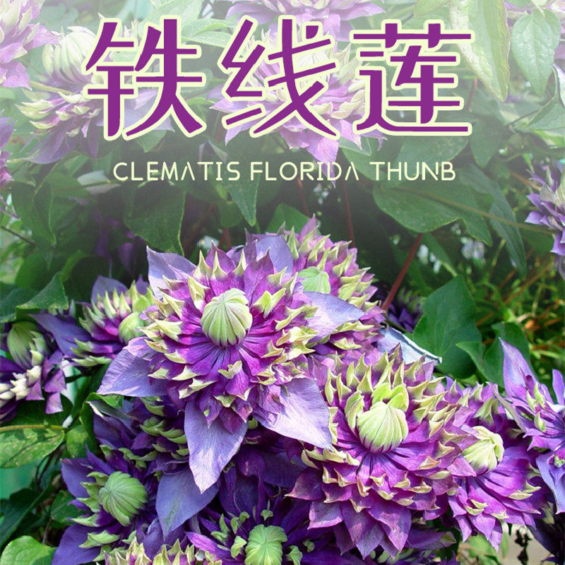 铁线莲爬藤植物庭院耐寒花