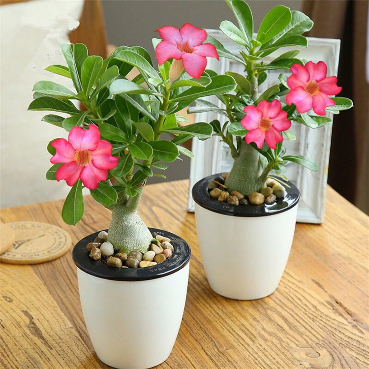 沙漠玫瑰带重瓣花卉室内植物四季好养办公室老桩桌面花苗盆栽