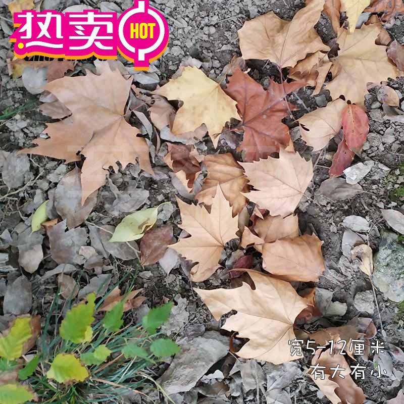 枯叶子天然枫叶装饰枯叶落叶树叶干花贴画树叶干梧桐叶标本真手工