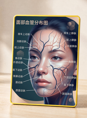 面部血管分布图装饰摆件医美整形医院诊室美业门店桌面展示摆台