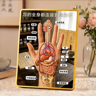 中医手部反射区对应全身脏器装饰摆台养生桌面摆件
