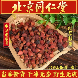 正宗红豆杉果中药材紫杉果实新货无硫高含量紫衫果子