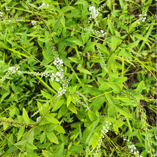 新鲜星宿菜 大田基黄干泥鳅菜红根草金鸡脚500克假辣蓼