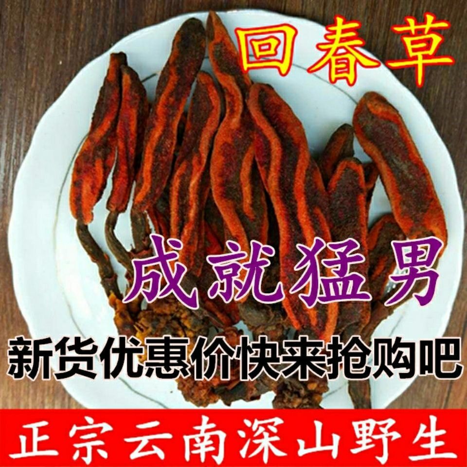 野生回春草 不老草 草苁蓉 顶天柱 泡酒煲汤滋补养包邮