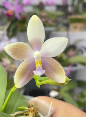 2477 2.8寸JG2374 一物一拍